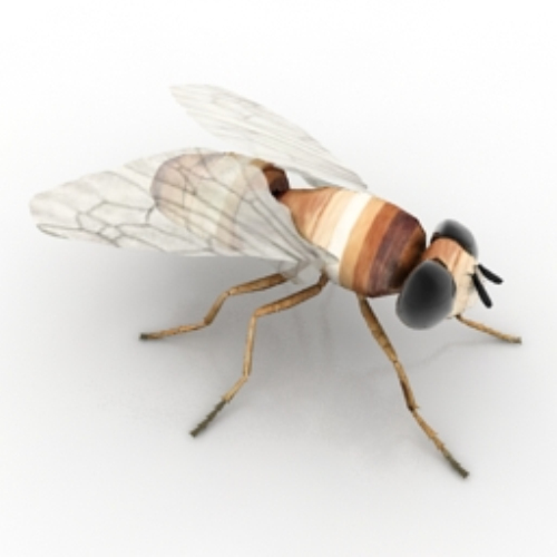 variation fly models