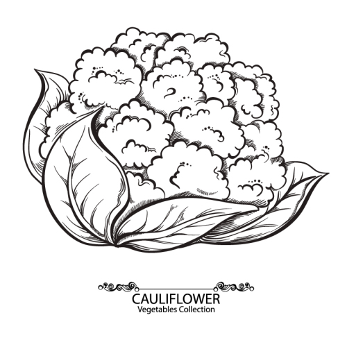 Hand-painted vector material Cauliflower
